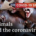 What role do animals play in the coronavirus pandemic? | COVID-19 Special
