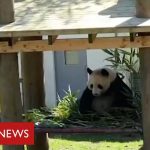 Coronavirus: it's social distancing for the pandas and chimps at Edinburgh Zoo – BBC News