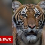 Coronavirus: Tiger at Bronx Zoo tests positive for Covid-19 – BBC News