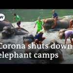 Coronavirus: Thai elephants face starvation as tourism drops | DW News