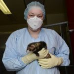 Monkeys, ferrets offer needed clues in COVID-19 vaccine race