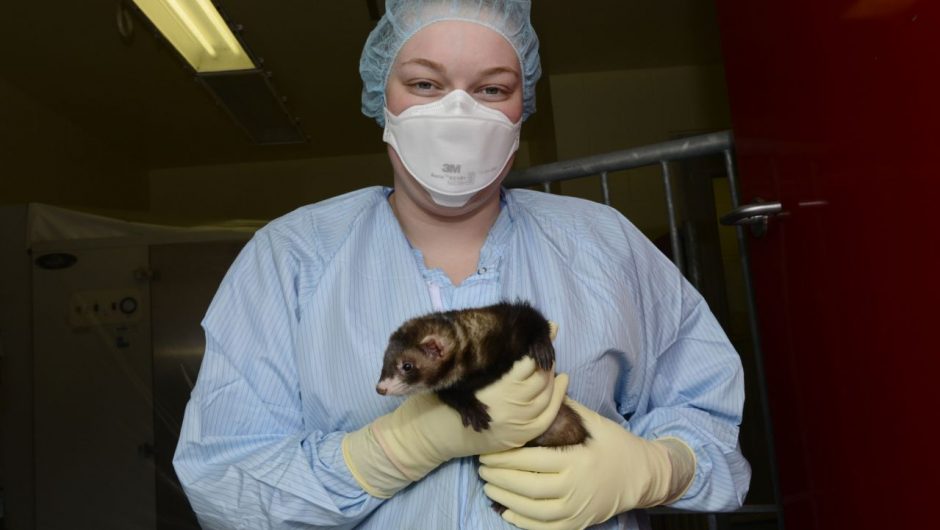 Monkeys, ferrets offer needed clues in COVID-19 vaccine race