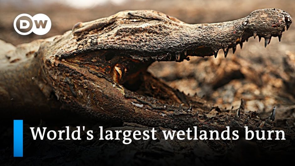 Blazes devastate huge parts of Brazil's Pantanal wetlands | DW News