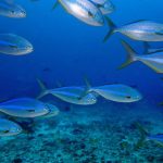 Galapagos Islands | With tour boats moored due to the coronavirus pandemic, the animals are out