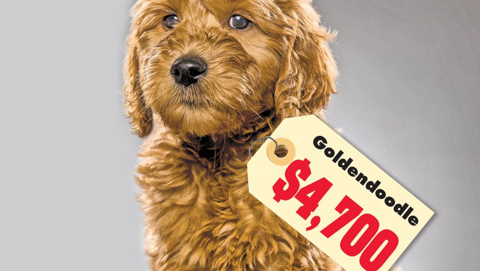 COVID-19 is sending pedigree puppy prices through the roof