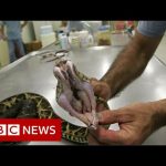 Venom from one of Brazil's largest snakes could be used to fight Covid – BBC News