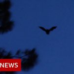 Bats, roadblocks and the origins of coronavirus – BBC News