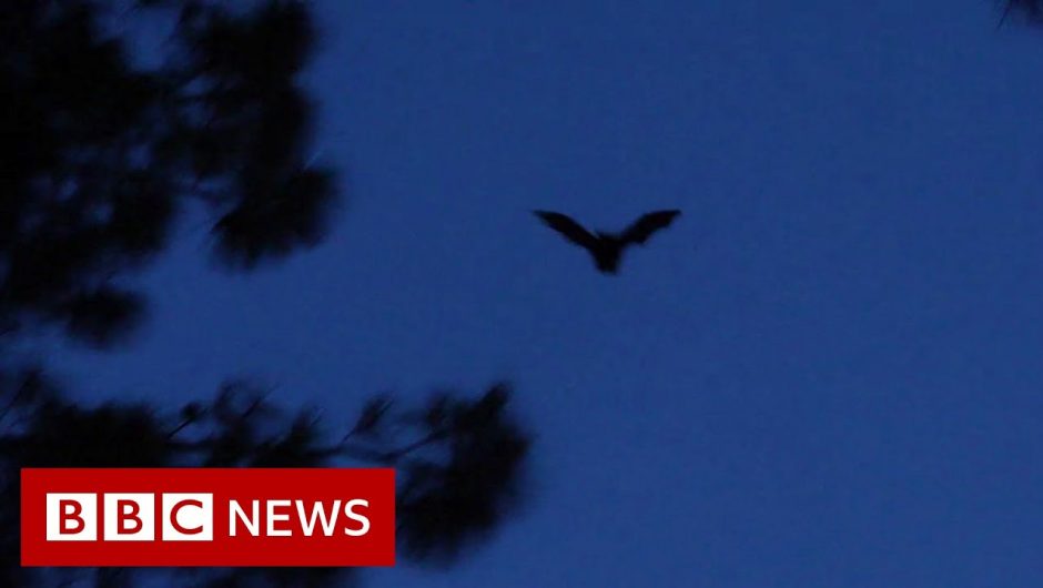 Bats, roadblocks and the origins of coronavirus – BBC News