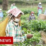 Coronavirus: The fears of India's tea workers in lockdown – BBC News