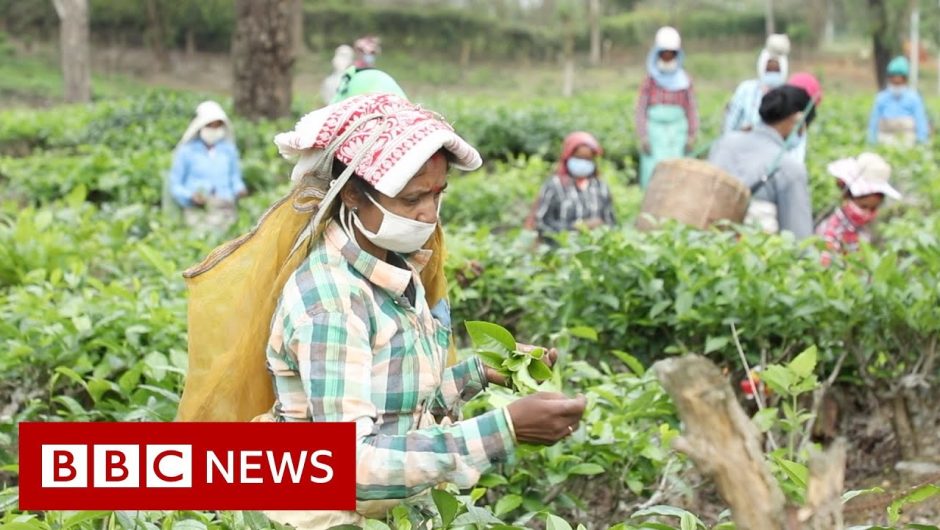 Coronavirus: The fears of India's tea workers in lockdown – BBC News