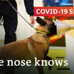 Using dogs to sniff out the coronavirus | COVID-19 Special