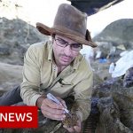 Dinosaur fossil from asteroid strike that caused extinction found, scientists claim – BBC News