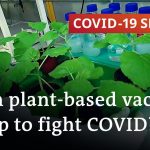 Plant-based vaccines for COVID-19 and other viruses | COVID-19 Special