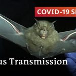 How dangerous is virus transmission from wild animals to humans | COVID-19 Special