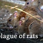 How COVID caused a plague of rats in France | Focus on Europe
