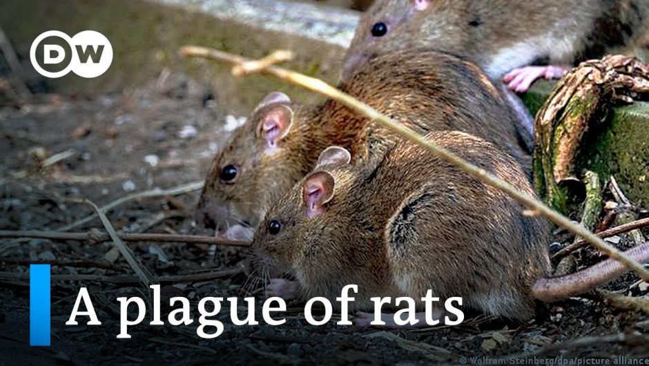 How COVID caused a plague of rats in France | Focus on Europe