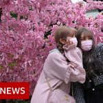 Japanese cherry blossom festival hit by Covid restrictions – BBC News