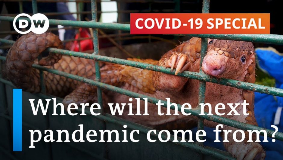 Zoonotic diseases: Can we prevent the next pandemic? | Covid-19 Special