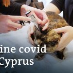 Deadly feline coronavirus raises fears in Cyprus | Focus on Europe