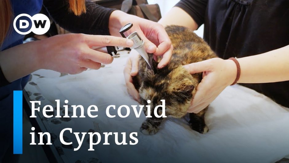 Deadly feline coronavirus raises fears in Cyprus | Focus on Europe