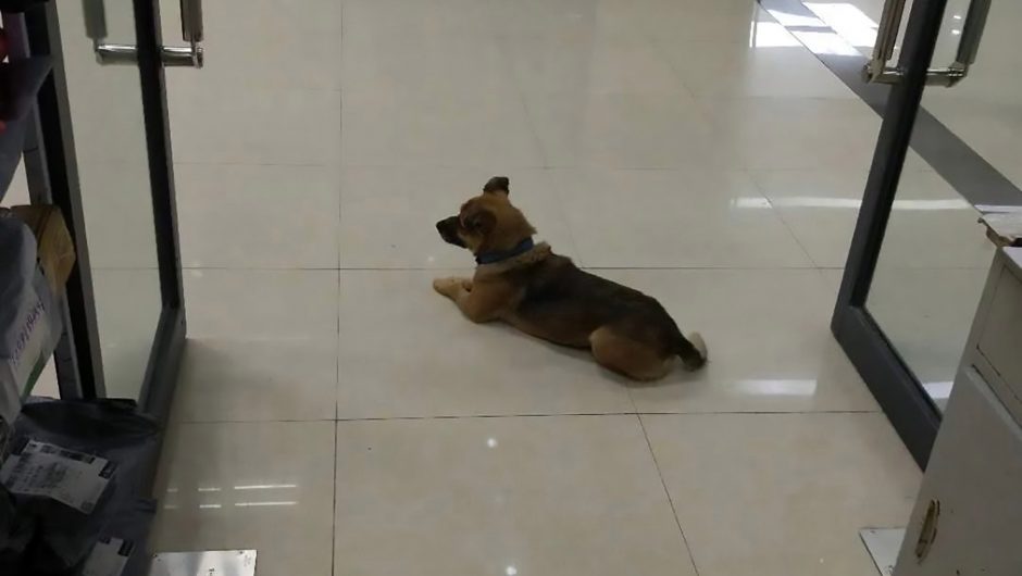 Dog waits at Wuhan hospital after owner’s coronavirus death